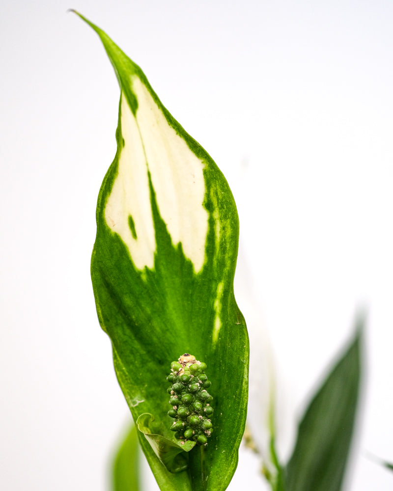 Grosses Einblatt variegata