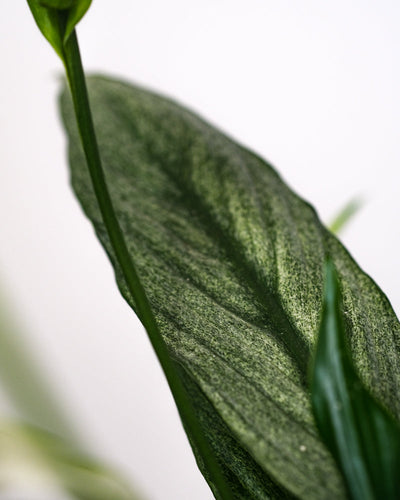 Grosses Einblatt variegata