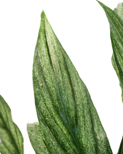 Grosses Einblatt variegata