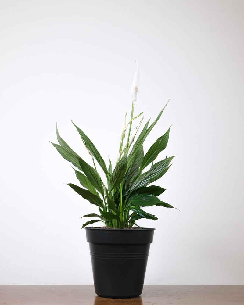Ein grosses Einblatt variegata in einem schwarzen Innentopf Topf. 