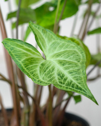 Detailaufnahme Syngonium 'Batik' Blatt