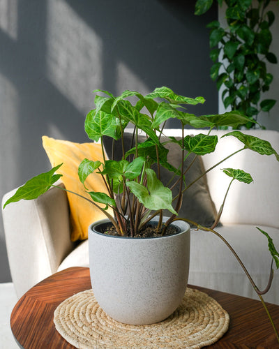 Syngonium 'Batik' fotografiert auf einem Holztisch in einem Wohnzimmer