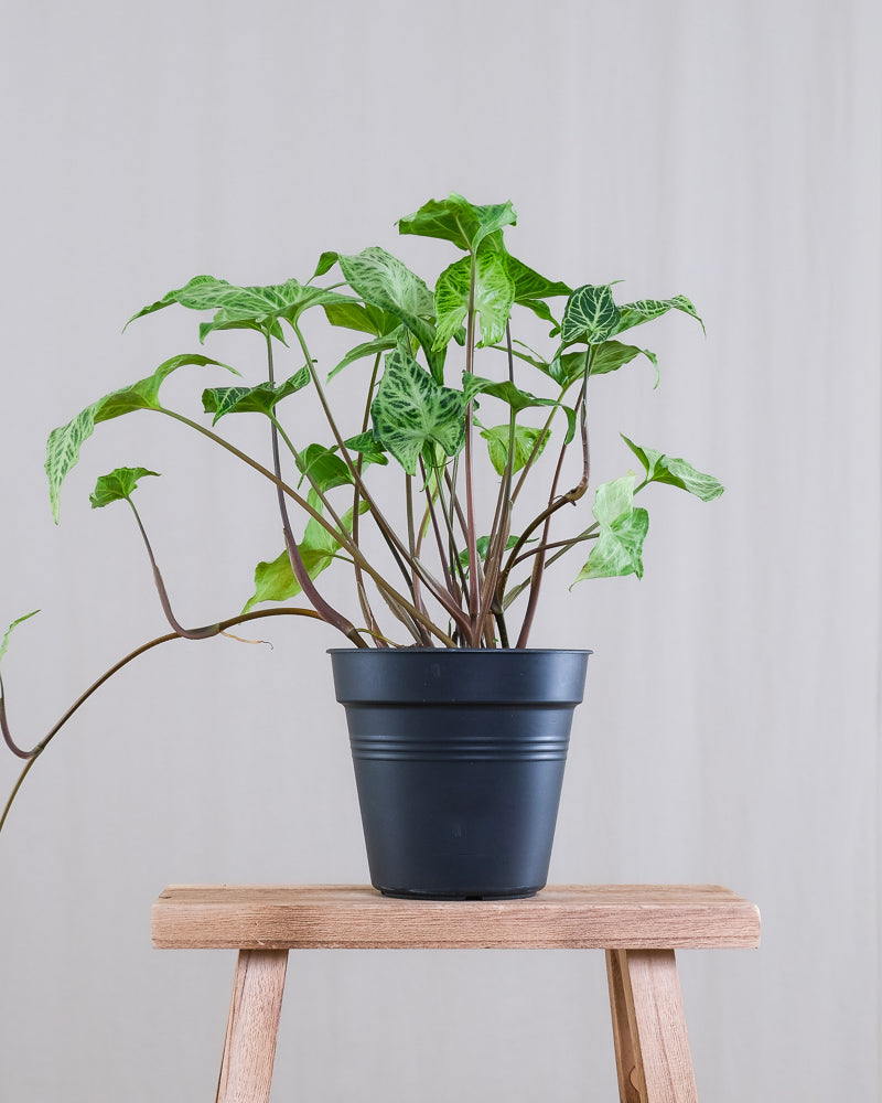 Syngonium 'Batik' auf einem Holzhocker ohne Übertopf