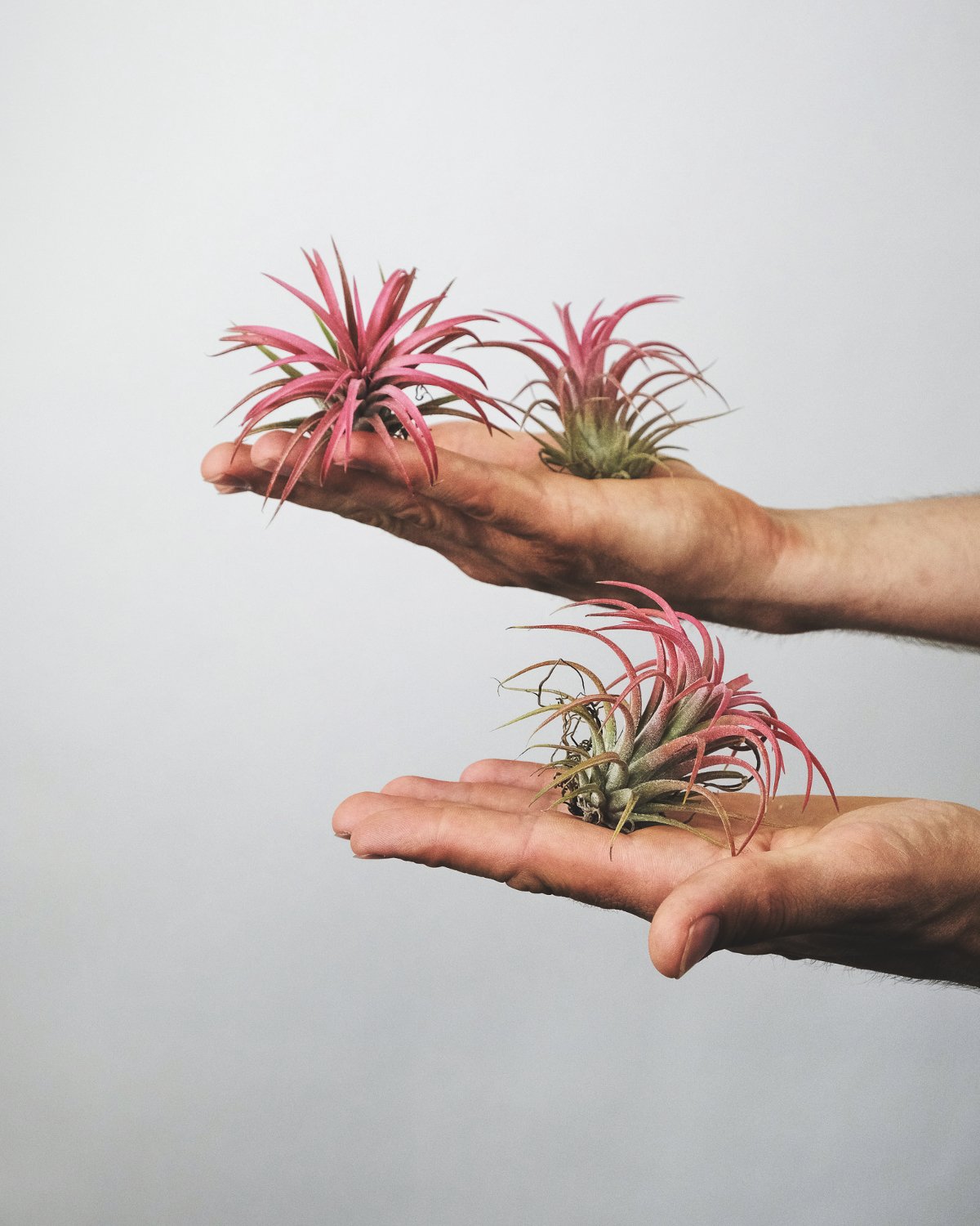 Einige kleine pinke Luftpflanzen oder Tillandsia auf zwei ausgestreckten Händen