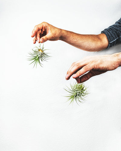 Zwei schön ausgeleuchtete Luftpflanzen mit dem Namen Tillandsia. Die Luftpflanzen werden von zwei Händen getragen.