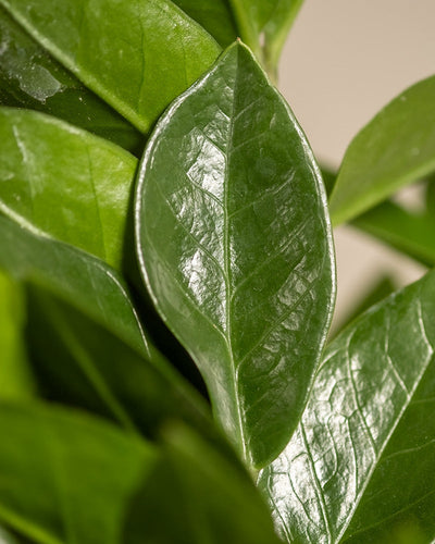 Eine Nahaufnahme glänzender grüner Blätter hebt die Schwiegermutterzunge aus der Kollektion Trio für den farblosen Daumen hervor. Das zentrale Blatt weist markante Adern und eine glatte, glänzende Textur auf, umgeben von ähnlichen Blättern mit unterschiedlichem Fokus, alle in sattem, lebendigem Grün.