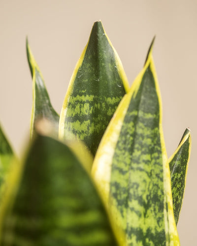 Nahaufnahme der Pflanze „Trio für den farblosen Daumen“ mit spitzen, grünen Blättern mit gelben Rändern auf neutralem Hintergrund, wobei hellgrüne horizontale Streifen für Struktur sorgen.