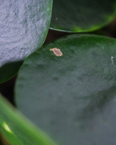 Nahaufnahme von einem Blatt einer Baby-Ufopflanze oder Pilea.
