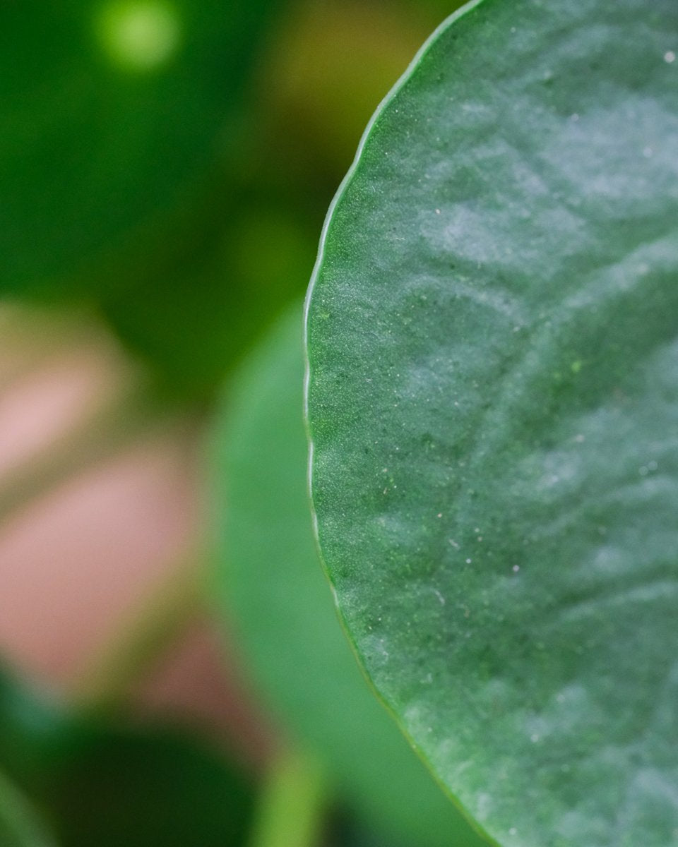 Nahaufnahme von einem Blatt einer Aussergewöhnlichen Ufopflanze oder Pilea.