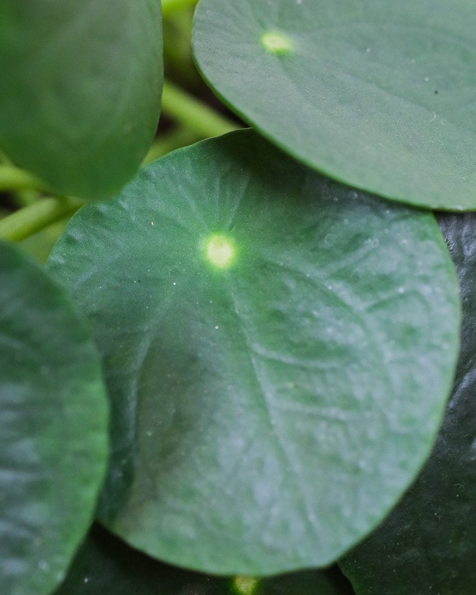 Nahaufnahme von einem Blatt einer Aussergewöhnlichen Ufopflanze oder Pilea.