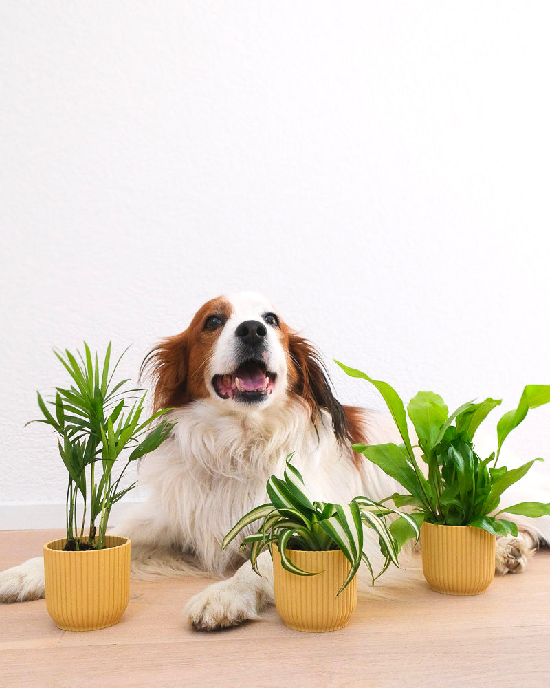 Das ungiftige Babypflanze-Trio in gelben Übertöpfen mit einem Hund.