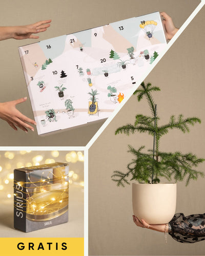 Weihnachts-Set
