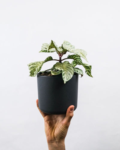 Weisse Zebrapflanze in schwarzem Topf, von einer Hand hochgehalten