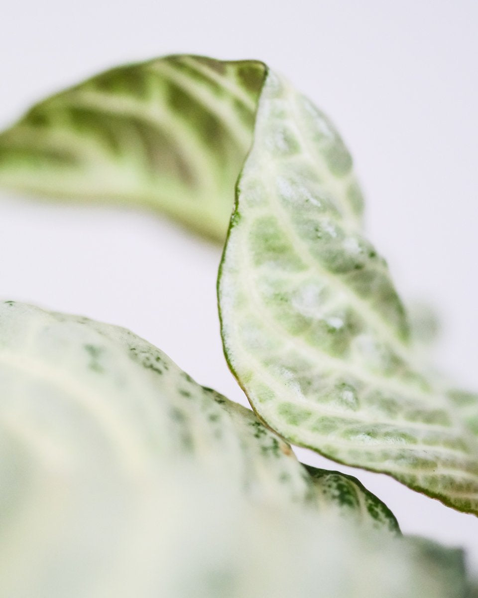 Ein helles, leicht gewelltes Blatt der Weissen Zebrapflanze mit feiner Musterung und dunkelgrünem Blattrand