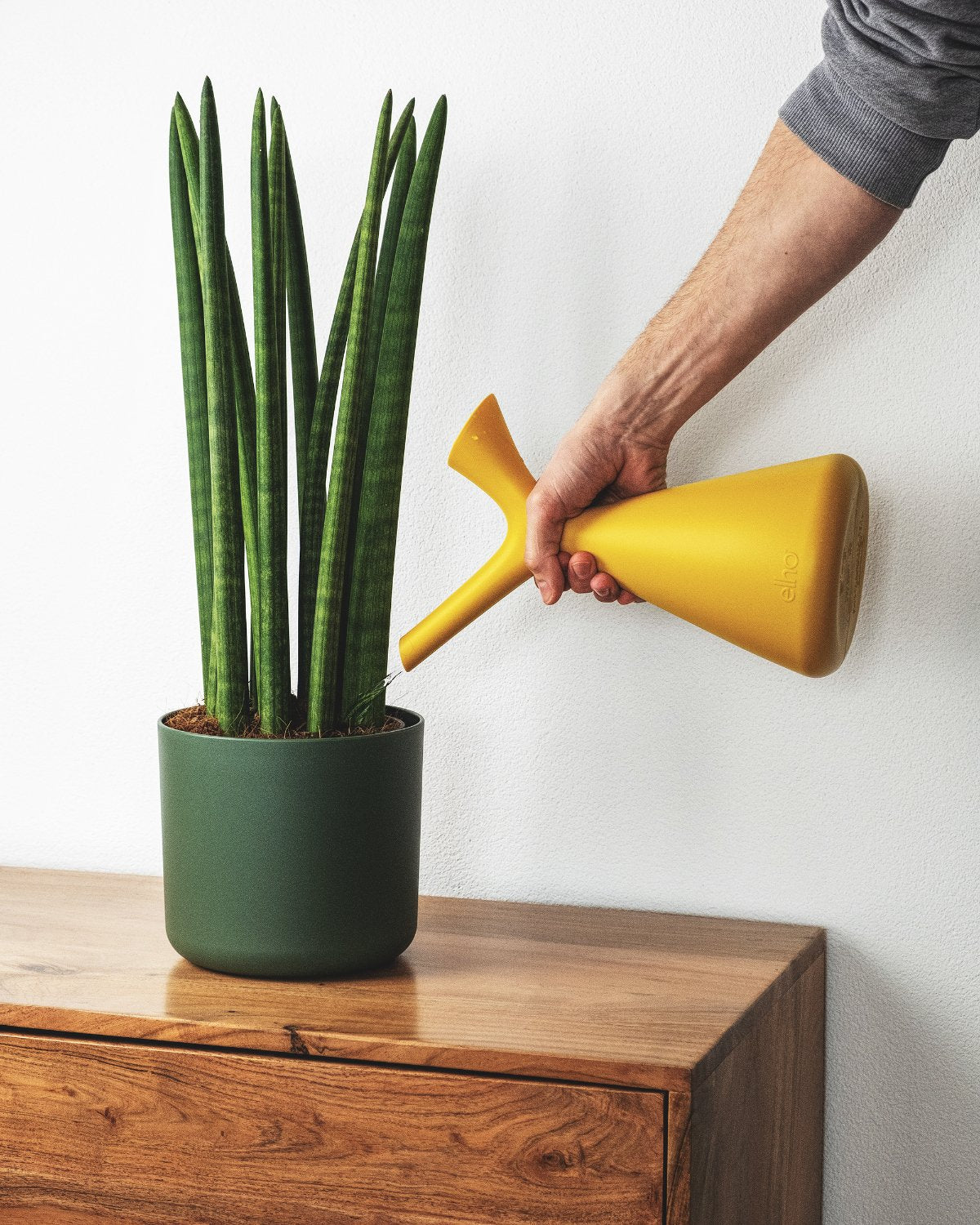 Plunge Giesskanne in Gelb, eine Sansevieria Straight in grünem Topf tränkend