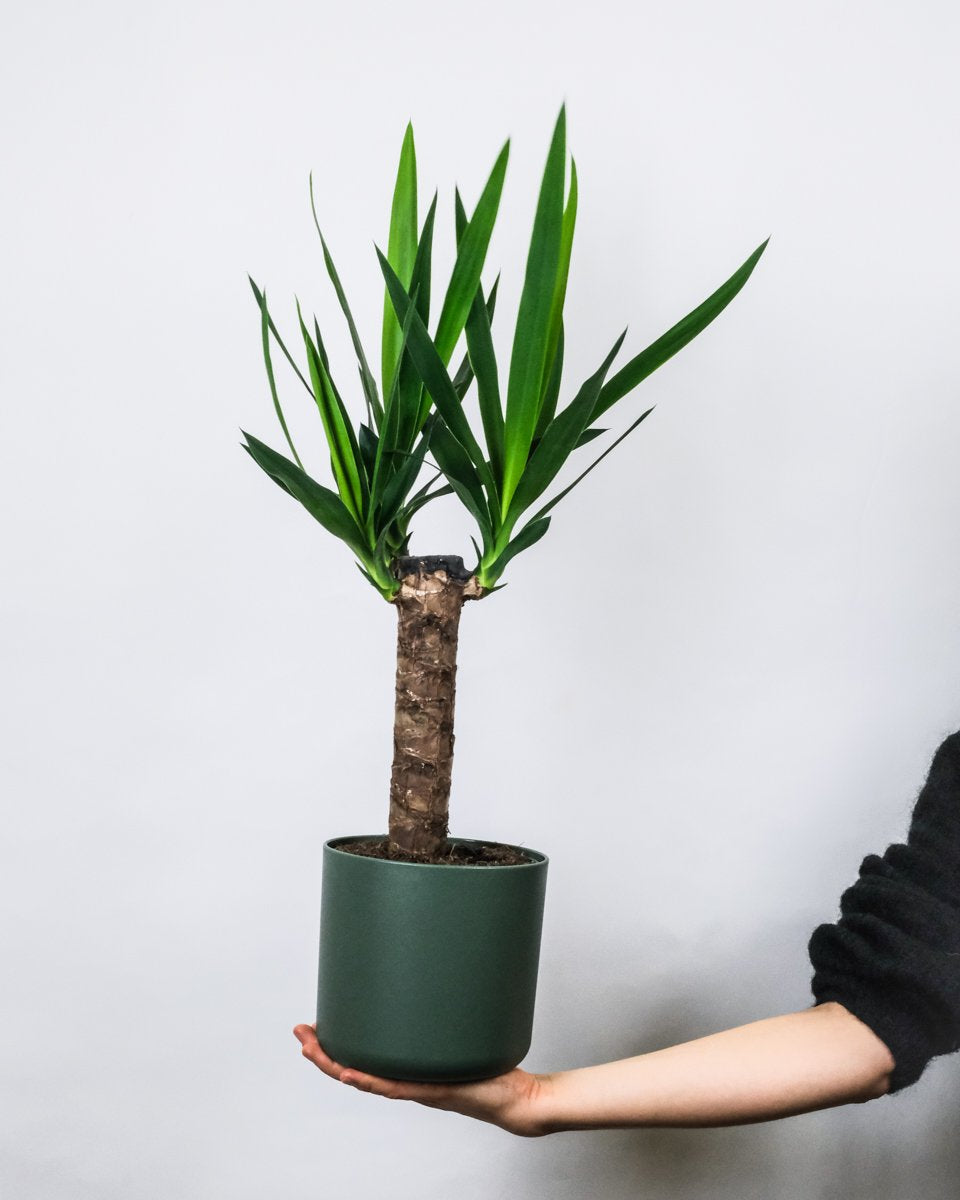 Kleine Yucca in grünem Topf