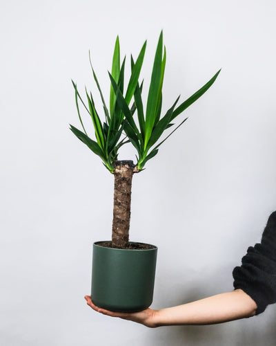 Kleine Yucca in grünem Topf