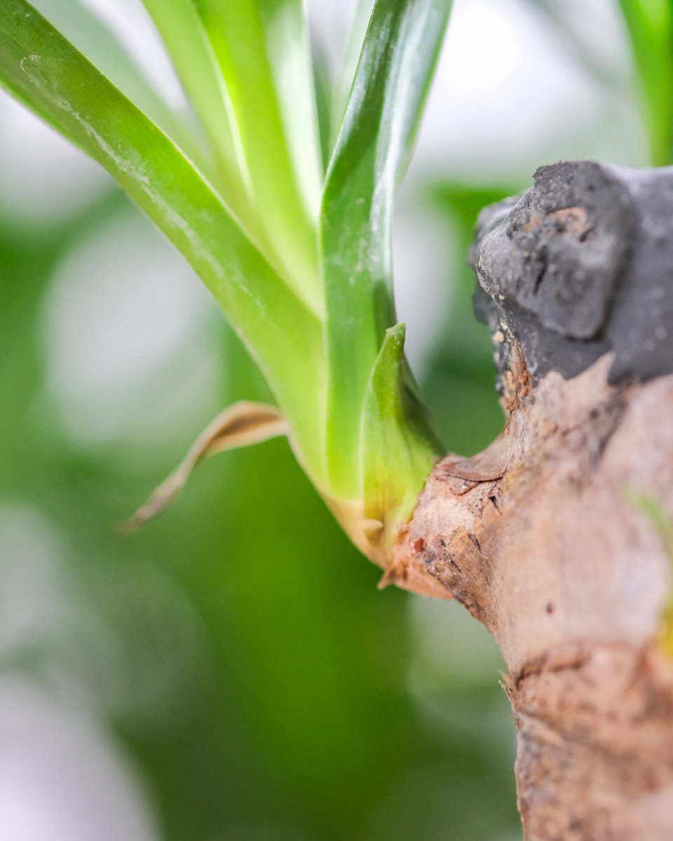 Nahaufnahme eines neuen Triebs der kleinen Yucca