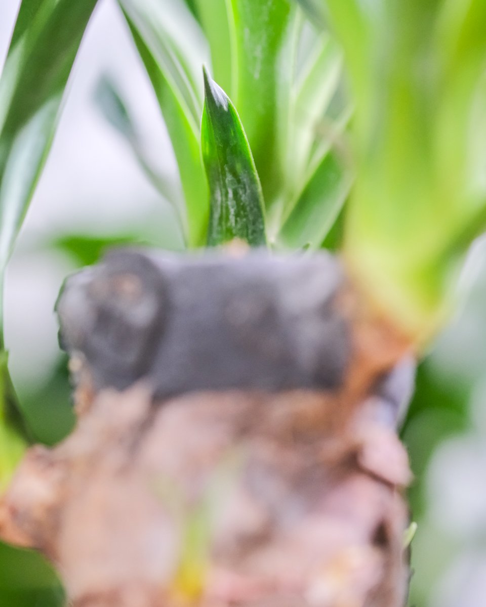 Stamm und grüne Triebe einer kleinen Yucca