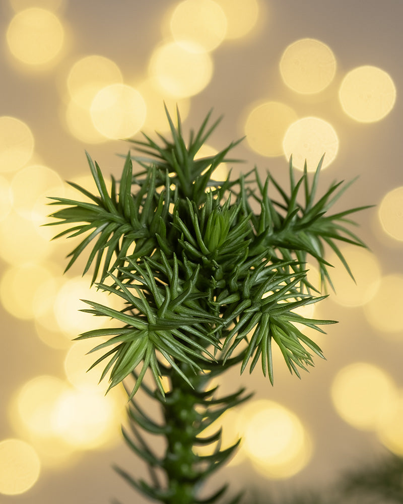 Detailaufnahme von Weihnachtsbaum-Trio mit Lichterkette im Hintergrund