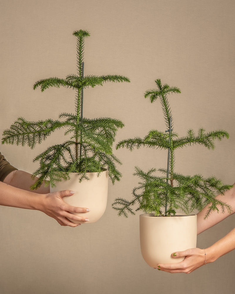 Zimmertanne von feey: nachhaltiger Weihnachtsbaum im Topf 🌲 – feey GmbH