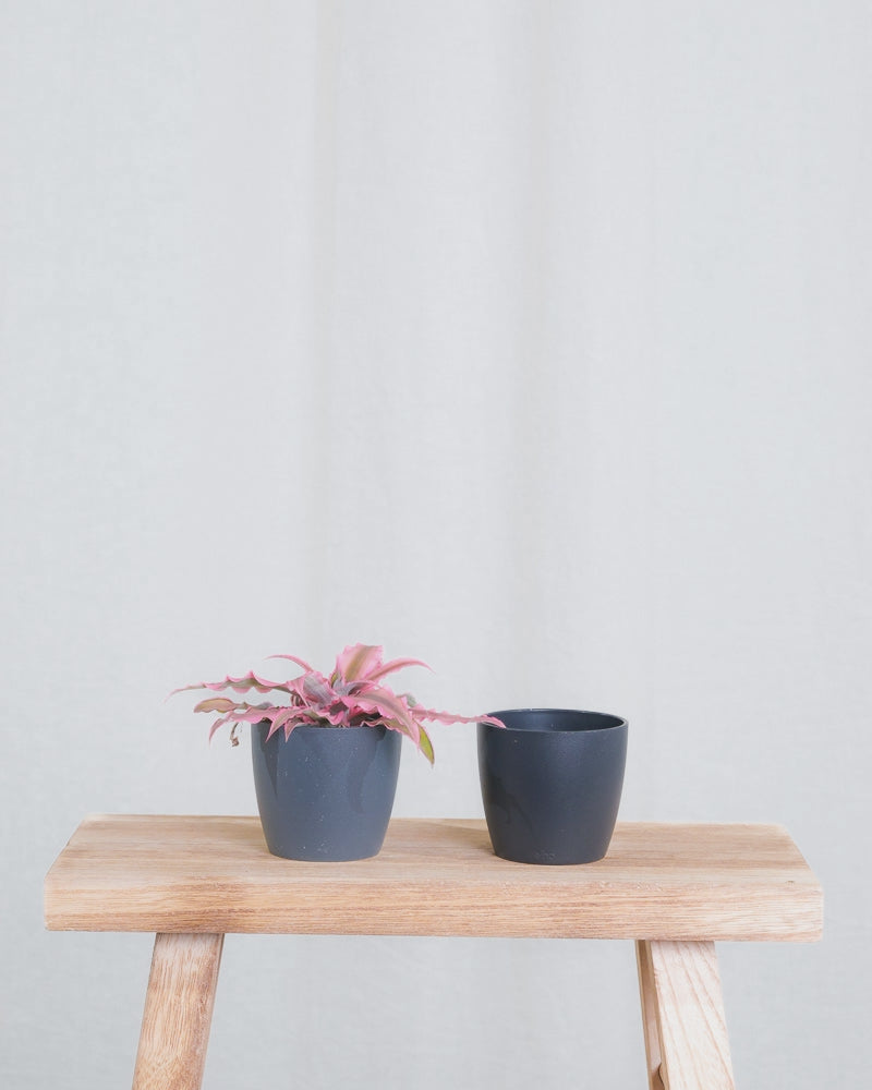 Gif Animation einer Baby Cryptanthus Bivittatus Pink Star, wechselt Topffarbe von anthrazit zu schwarz.