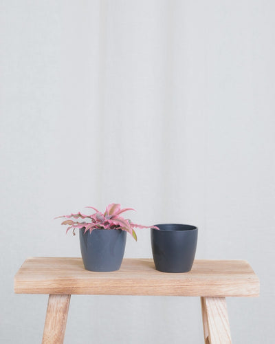 Gif Animation einer Baby Cryptanthus Bivittatus Pink Star, wechselt Topffarbe von anthrazit zu schwarz.