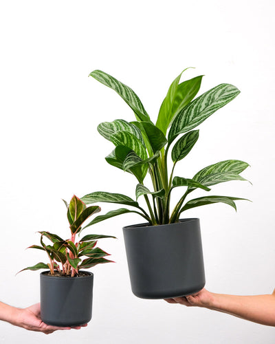 Aglaonema Stripes und Aglaonema Jungle Red je auf einer Hand getragen