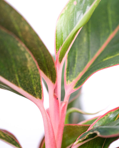 Detailaufnahme von Aglaonema Jungle Red