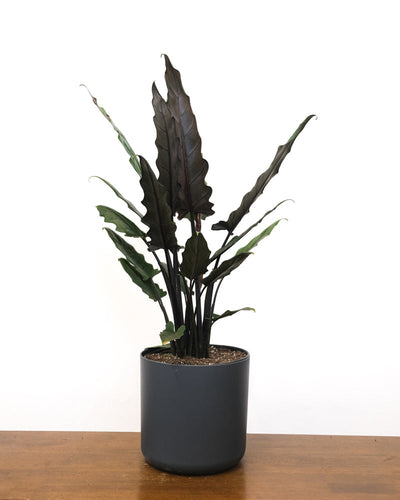 Eine Alocasia Lauterbachiana in einem Anthrazit-Topf vor einem weissen Hintergrund.