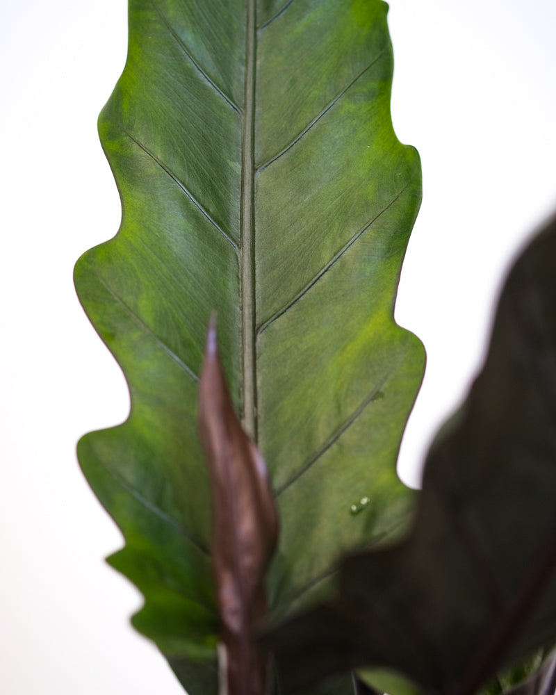 Nahaufnahme eines Blattes einer Alocasia Lauterbachiana. Die Blätter haben wellige Ränder.