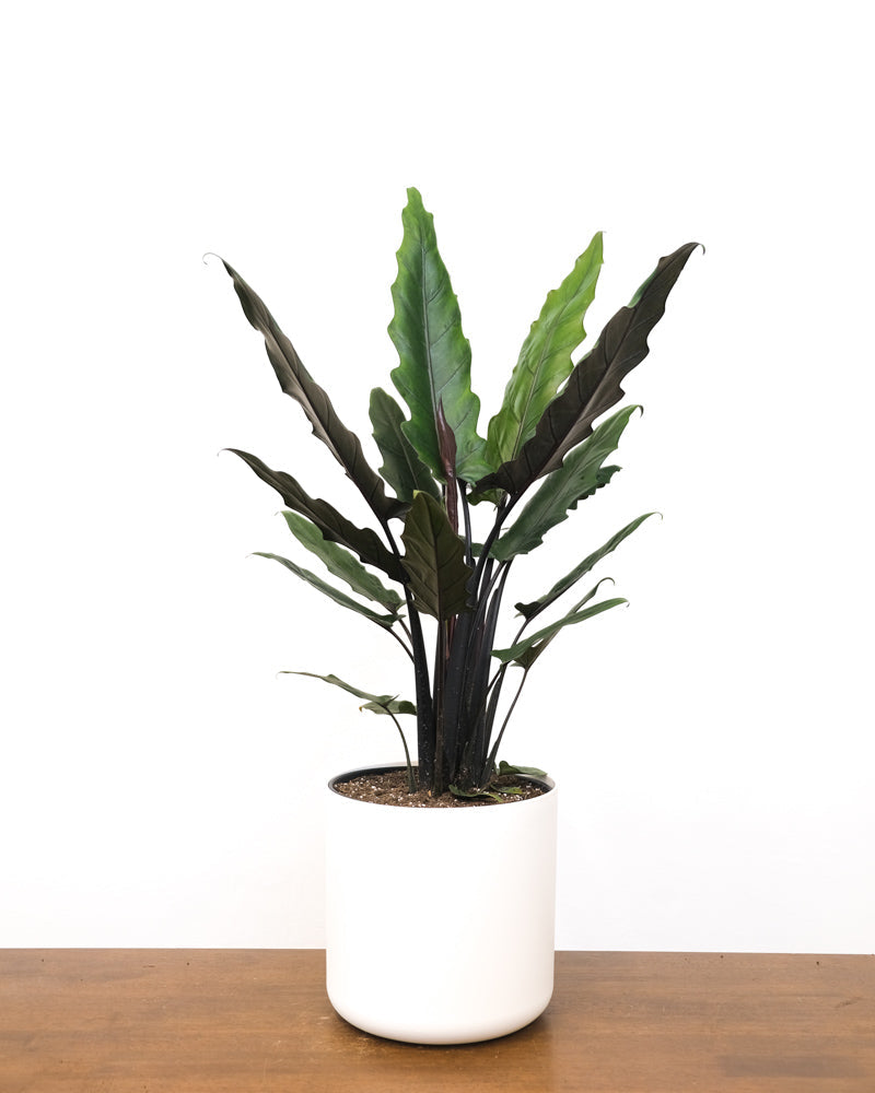 Alocasia Lauterbachiana auf einem Holztisch in weissem Übertopf vor weissem Hintergrund.