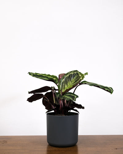 Calathea Roseopicta