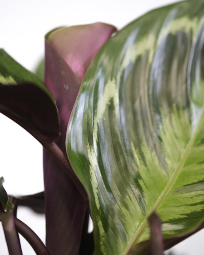 Calathea Roseopicta