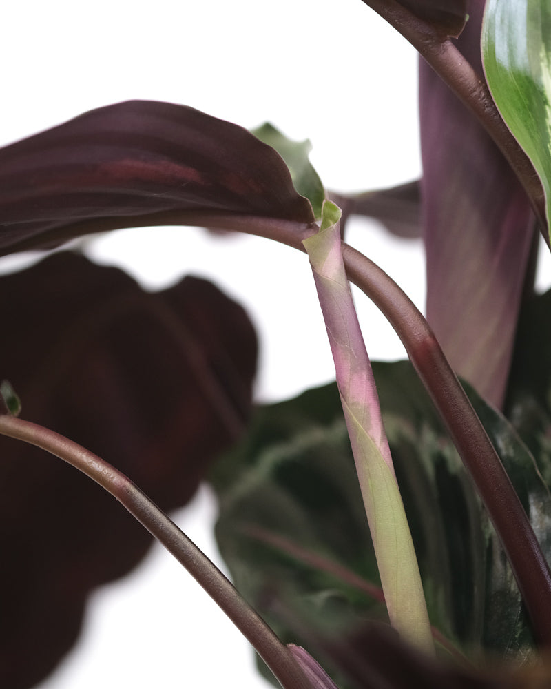 Calathea Roseopicta