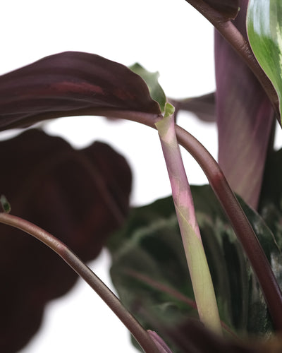 Calathea Roseopicta