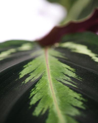 Calathea Roseopicta