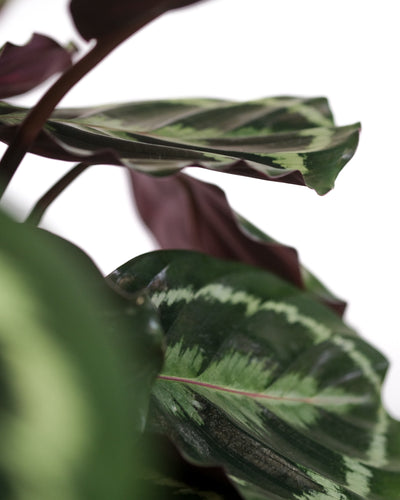 Calathea Roseopicta