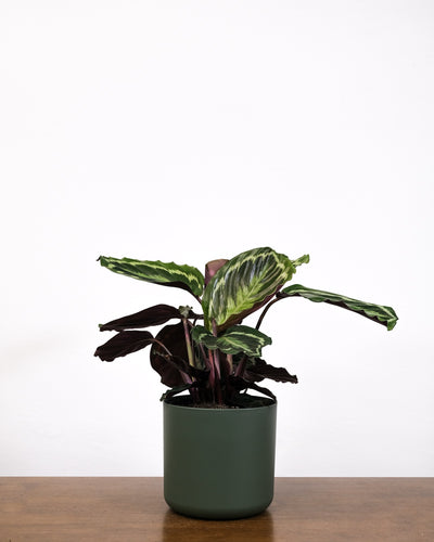 Calathea Roseopicta