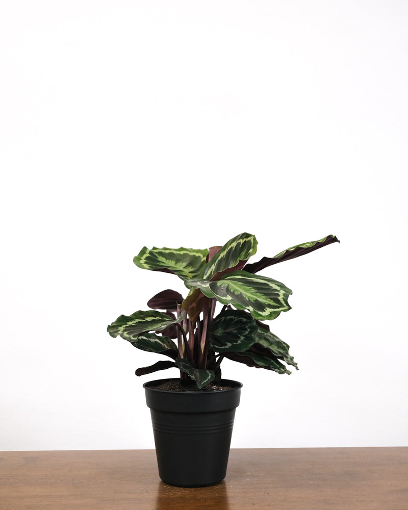 Calathea Roseopicta