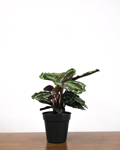 Calathea Roseopicta