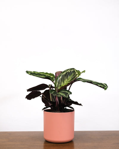 Calathea Roseopicta