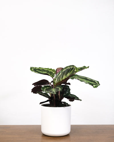 Calathea Roseopicta