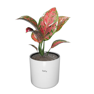 Aglaonema Spotted Star
