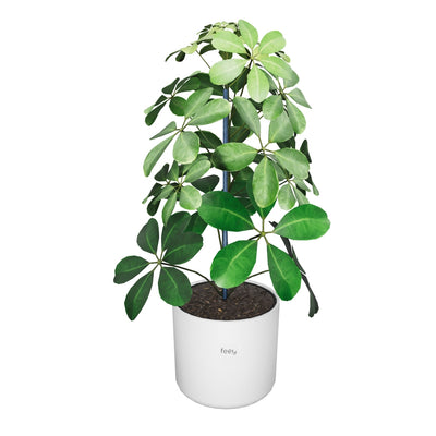 Schefflera