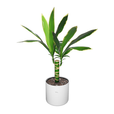 Drachenbaum
