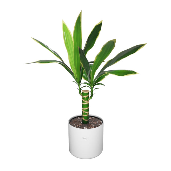 Drachenbaum