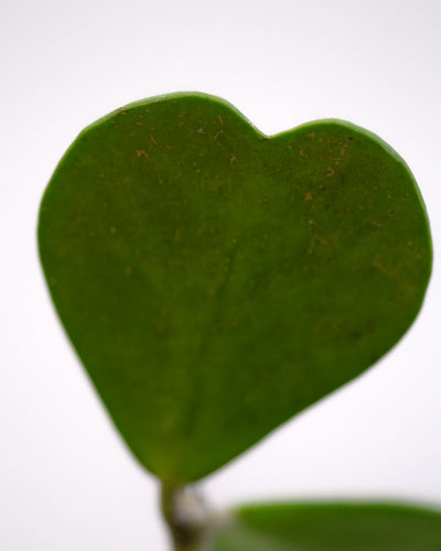 Detailaufnahme eines Blatts der großen Herzblatt-Pflanze