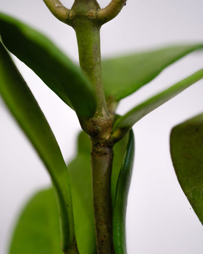 Detailaufnahme eines Blatts der großen Herzblatt-Pflanze
