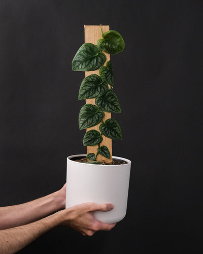 Monstera Dubia in weissem Topf in zwei Händen